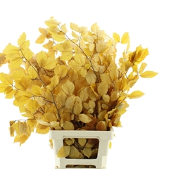 Droogbl Bewerkt H% 70cm 150gram