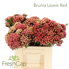 Brunia Laevis 40cm