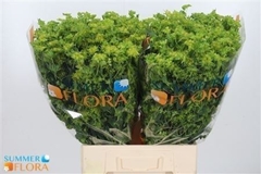 Bupleurum Rotundifol 70cm