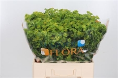 Bupleurum Rotundifol 60cm