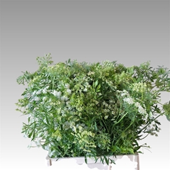 Ammi Majus Graceland 70cm