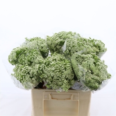 Ammi Vis Casablanca 60cm