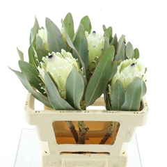 Protea White Pride 50cm