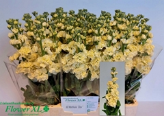 Matth Stx Yellow 55cm 23
