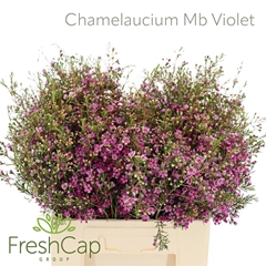 Chame Un Purple Prid 60cm 35gram 34
