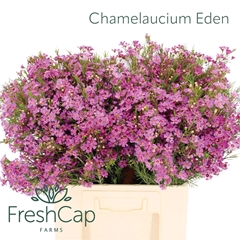 Chame Eden 60cm 35gram 34