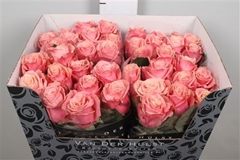 R Gr Adele 70cm