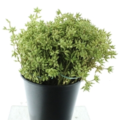 Decogroen Ov Bs 65cm 400gram