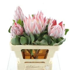 Protea Cynaroides 50cm