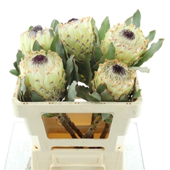 Protea Barbigera Ice Quee 50cm