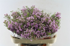 Chame Un Pirouette 70cm 70gram 24