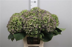 Hydr M Verena Bl Cl 80cm 24cm Ø