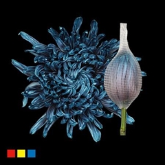 Chr G Stravin Klb H% 70cm