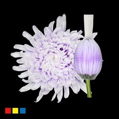 Chr G Stravin Klb H% 70cm