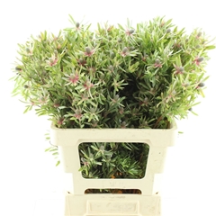 Leucad Ayoba St Pear 60cm