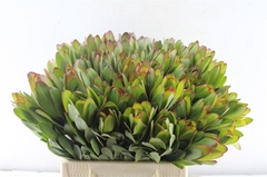 Leucad Safari Goldst 40cm