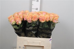 R Gr Dividend 60cm