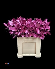 Ruscus Metallic Cerise