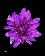 Chr T Baltica Violet