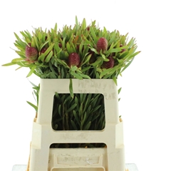 Leuco Ayoba Red 50cm