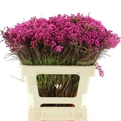Snijbloemen Klb H% 50cm