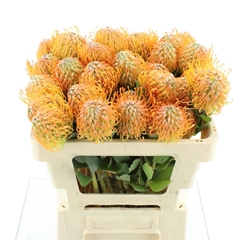 Leuco Soleil 50cm