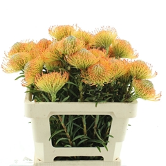 Leuco Co Cordifolium 50cm