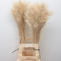 Pauwenveren 21% 100cm
