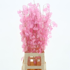 Snijbloemen Klb H% 80cm