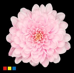 Chr T Altaj Pastel Pink