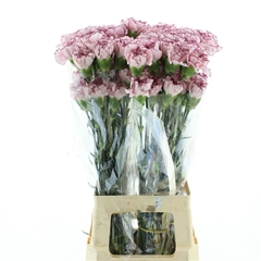 Di St Mariposa 55cm 23