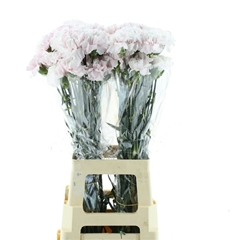 Di St Ov Klb 21% 70cm 24