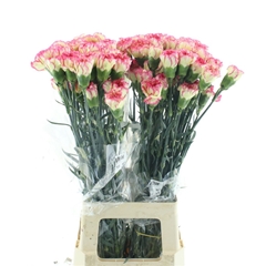 Di St Spritz 70cm 24
