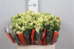 Eust G Rosita Yellow 65cm