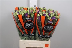 Eust G Rosita Blue 70cm