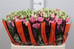 Eust G Rosita Rose P 70cm
