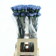 Di St Ov Klb 21% 70cm 23