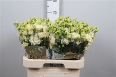 Eust G Alissa Yellow 70cm