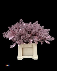 Skimmia Metallic Pink