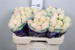 R Gr Wedding Rose 60cm