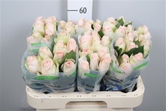 R Gr High & Bridal 60cm