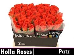 R Gr Patz 40cm
