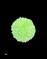 Chr G Superbowl Green