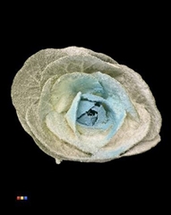 Brassica Marshmallow Light Blue