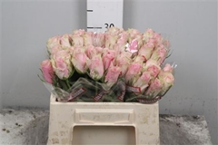 R Gr Pink Athena 35cm