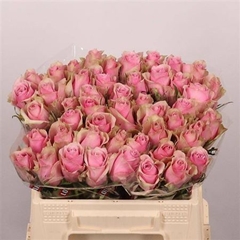 R Gr Athena Royale 35cm