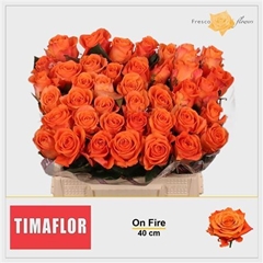 R Gr On Fire 40cm