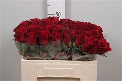 R Gr Ever Red 50cm
