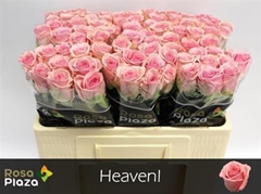 R Gr Heaven! 50cm