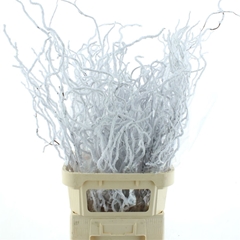 Coryl Av Contorta 100cm